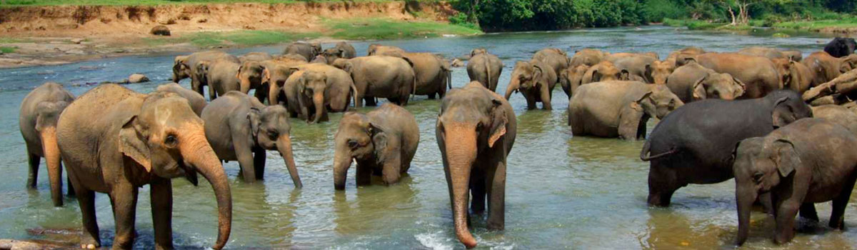 Wildlife in Sri Lanka